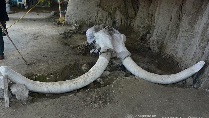 Antropolog di Meksiko menemukan sisa-sisa 14 mammoth berbulu di dalam lubang yang digali manusia. Lubang perangkap ini diperkirakan berusia 15.000 tahun.