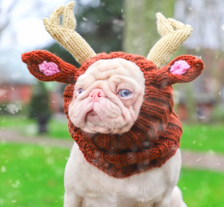 anjing lucu