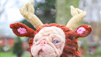 Anjing pug punya memiliki berbagai warna, dengan warna yang paling umum adalah warna hitam dan coklat muda kekuningan. Tapi Milkshake berbeda, dia berwarna pink. Foto: Instagram @milkshakethepug via Brainberries