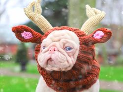 Kenalin, Anjing Pink Lucu Idola Baru di Instagram