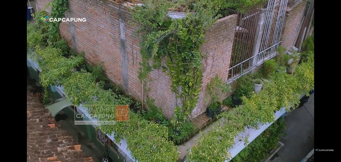 berkebun cabai di aatap rumah