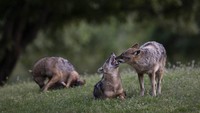Kawanan jakal terlihat asyik menikmati Taman Hayarkon saat manusia harus berdiam di rumah mereka karena Israel yang sedang lockdown. (Foto: Oded Bality/AP)