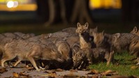 Namun baru-baru ini, Galin menceritakan ada orang-orang yang mendekati para jakal ini dan memberikan mereka makanan. Jakal-jakal pun segera berkumpul dan melahap makanan tersebut.  (Foto: Oded Bality/AP)