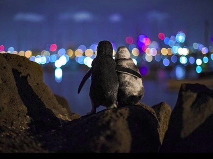 penguin romantis