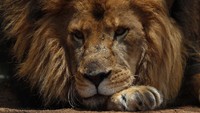 Seekor harimau koleksi kebun binatang itu pun tampak tidur termenung.