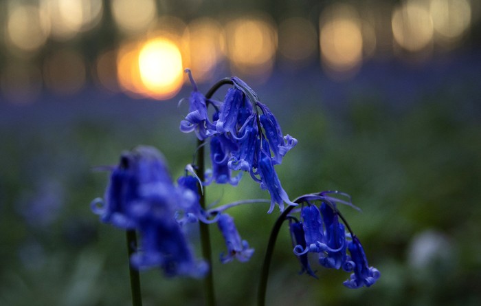 Bunga Bluebell Mekar di Taman Belgia Ketika taman dan hutan ditutup akibat pandemi COVID-19, bunga bluebell mekar dan mengeluarkan warna ungu yang indah. Yuk, lihat potretnya.