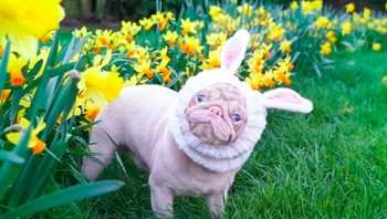 Milkshake didandaninya dengan bermacam gaya berpakaian. Foto dan video Milkshake selalu direspons baik oleh para penggemarnya, bahkan membuat mereka makin gemas terhadap anjing tersebut. Foto: Instagram @milkshakethepug via Brainberries