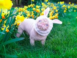 Kenalin, Anjing Pink Lucu Idola Baru di Instagram