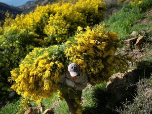 Duh! Imbas Corona dan Kekeringan, Petani Italia Terancam Gagal Panen