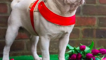 Anjing berusia 17 bulan ini punya 80 ribu lebih follower di Instagram yang dikelola langsung oleh pemiliknya, Maria. Foto: Instagram @milkshakethepug via Brainberries