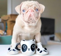 anjing lucu