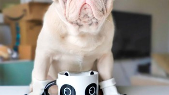 Untungnya, perubahan genetik ini hanya memengaruhi warna Milkshake. Secara umum, anjing ini dalam kondisi sehat. Foto: Instagram @milkshakethepug via Brainberries