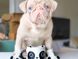 Kenalin, Anjing Pink Lucu Idola Baru di Instagram