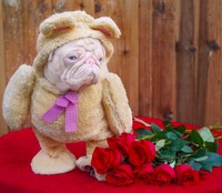 anjing lucu