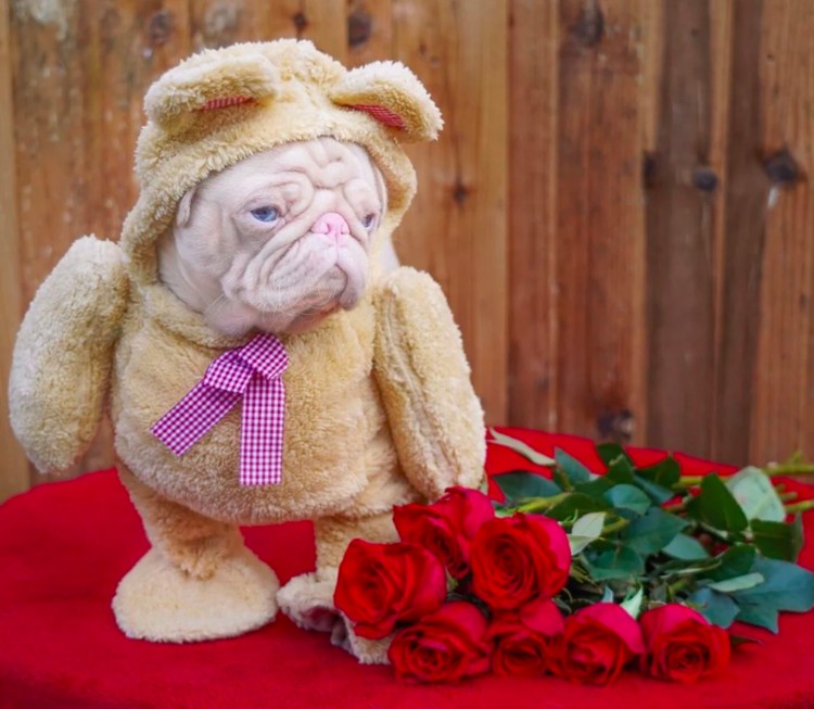 anjing lucu