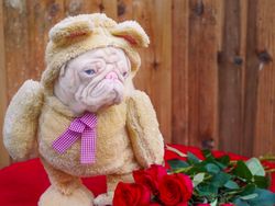 Kenalin, Anjing Pink Lucu Idola Baru di Instagram