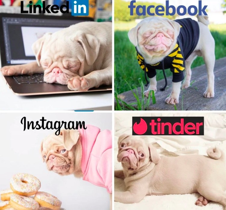 anjing lucu