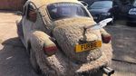 Spesies Langka, (VW) Kodok Punya Bulu