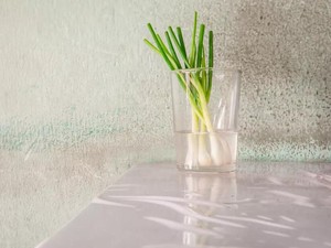 Cara Praktis Tanam Daun Bawang di Gelas Isi Air