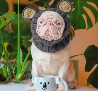 anjing lucu