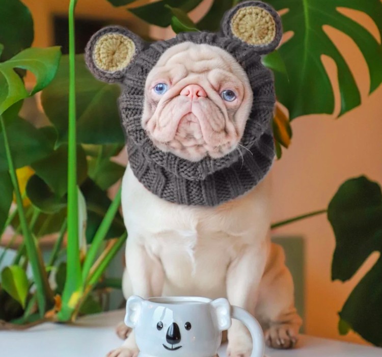 anjing lucu
