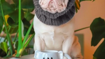 Milkshake lahir dengan bulu, hidung, dan cakar berwarna pink, serta sepasang mata biru muda yang indah, membuatnya terlihat menonjol di antara anak-anak anjing dari jenis yang sama. Foto: Instagram @milkshakethepug via Brainberries