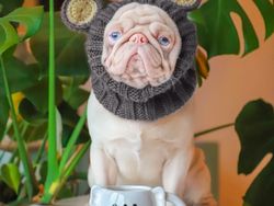 Kenalin, Anjing Pink Lucu Idola Baru di Instagram