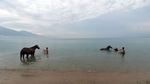 Melatih Kuda Pacu Hingga ke Tengah Laut