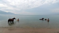 Kuda-kuda ini perlu dilatih kekuatan ototnya di dalam air sekaligus sambil dimandikan.