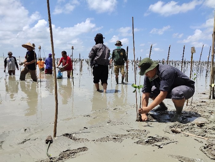 Rehabilitasi Mangrove Jadi Solusi Pemberdayaan Masyarakat di Tengah Corona