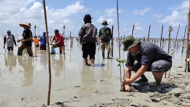 Rehabilitasi Mangrove Jadi Solusi Pemberdayaan Masyarakat di Tengah Corona Rehabilitasi Mangrove Jadi Solusi Pemberdayaan Masyarakat di Tengah Corona