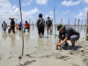 Way Kambas Rehabilitasi Mangrove Sekaligus Wadahi Masyarakat Terimbas Corona