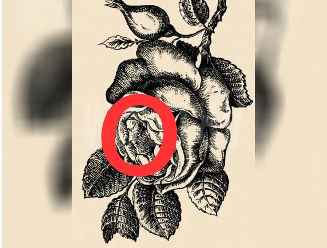 Apakah tadi kamu sudah coba memutar gambarnya? Wajah yang tersembunyi akan terlihat lebih jelas jika kamu memutar gambarnya. Foto: dok. Honest to paws