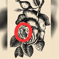 Apakah tadi kamu sudah coba memutar gambarnya? Wajah yang tersembunyi akan terlihat lebih jelas jika kamu memutar gambarnya. Foto: dok. Honest to paws