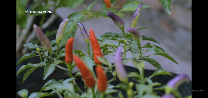 berkebun cabai di aatap rumah