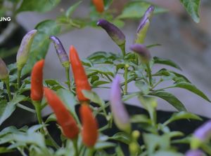 Berkebun di Rumah di Masa Pandemi Covid-19 Bisa Menghasilkan