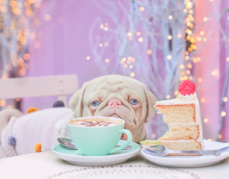anjing lucu