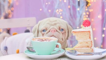 Milkshake adalah anjing jantan dari ras pug yang punya ciri khas wajah berkerut, moncong pendek, tubuh berukuran sedang, dan ekor melingkar. Foto: Instagram @milkshakethepug via Brainberries