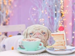 Kenalin, Anjing Pink Lucu Idola Baru di Instagram