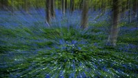Semua tentu berharap agar pandemi ini cepat berlalu sehingga keindahan bunga bluebell ini dapat dinikmati kembali.
