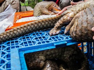 Pandemi Virus Corona Berkaitan dengan Perusakan Alam dan Ekosistem Dunia