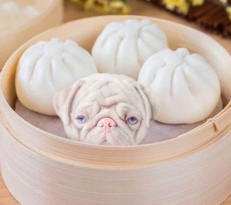 anjing lucu