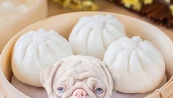 Maria selaku pemilik Milkshake, berupaya memberikan yang terbaik untuk menyenangkan penggemar Milkshake. Foto: Instagram @milkshakethepug via Brainberries