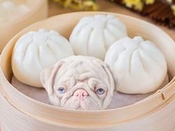 Kenalin, Anjing Pink Lucu Idola Baru di Instagram