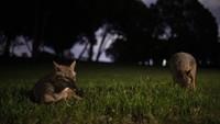 Para jakal ini diketahui datang ke kota sebelum malam tiba. Setibanya di taman mereka tampak bergembira. Mereka merebahkan diri di rerumputan taman atau saling berkejaran. (Foto: Oded Bality/AP)