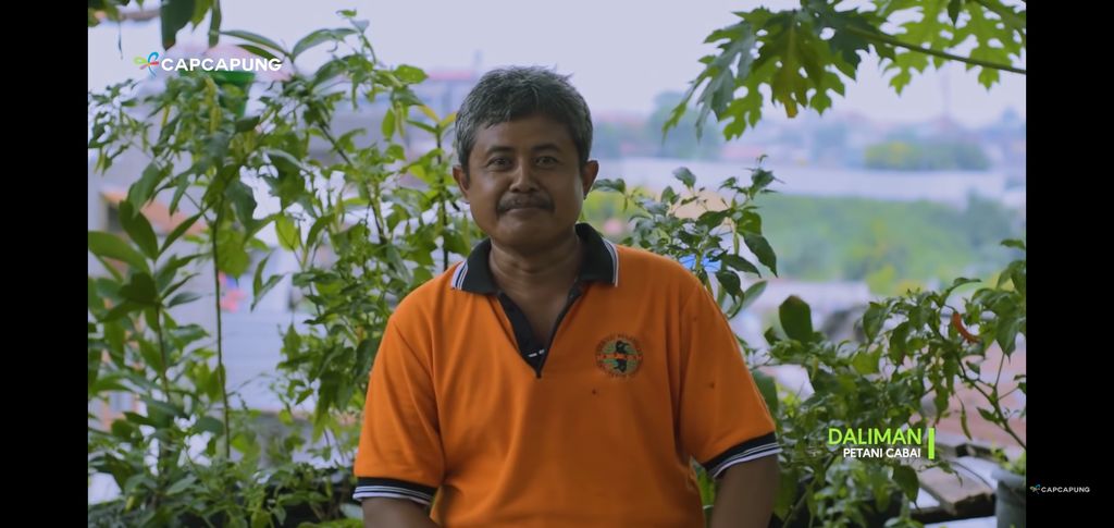 berkebun cabai di aatap rumah