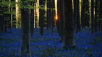 Dari tahun ke tahun biasanya keindahan bunga bluebell ini dapat memikat dan mendatangkan turis lokal dan mancanegara.  