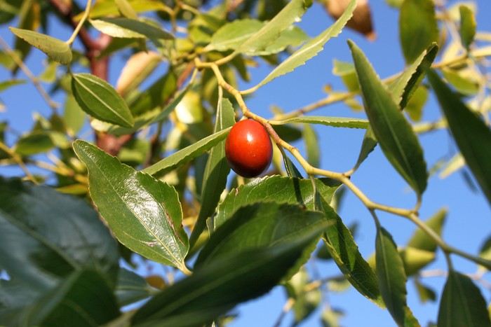 Lonely unabi fruit on a tree branch (lat.Ziziphus jujuba)
