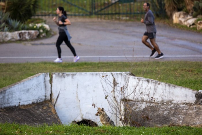 Giliran Jakal yang Turun Gunung, Jalan-jalan di Kota Tel Aviv Giliran Jakal yang Turun Gunung, Jalan-jalan di Kota Tel Aviv
