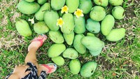 Salah satunya seperti ketika tengah pulang kampung ke Jakarta, dan ia memutuskan untuk panen mangga bersama anaknya di belakang rumah mereka. Foto: Instagram @raazharita